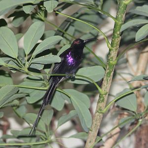 Tacazze sunbird