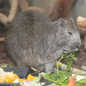 Desmarest's hutia