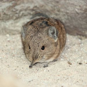 Round-eared elephant shrew
