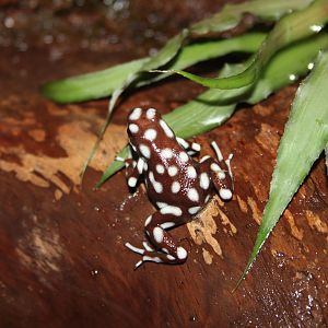 Marañón poison frog