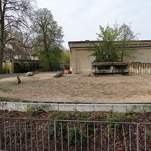 Paddock of Diceros bicornis minor