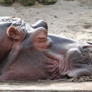 Hippopotamus amphibius