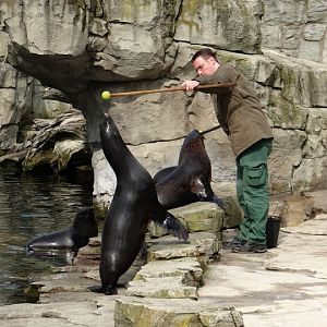 The feeding and displays at Arctocephalus pusillus