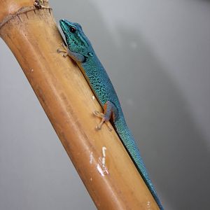 William's electric-blue gecko