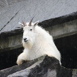 Rocky mountain goat