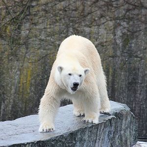 Polar bear