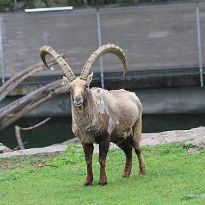 Alpine ibex