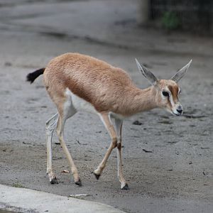 Saharan dorcas gazelle