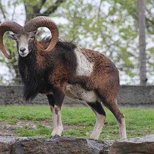 European mouflon