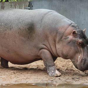 Common hippopotamus