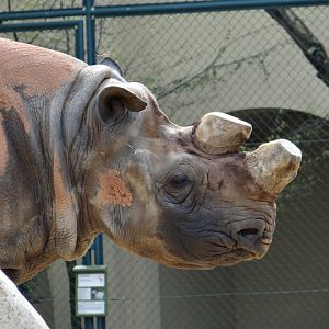 Diceros bicornis minor