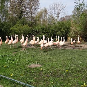Phoenicopterus chilensis