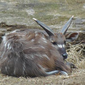 Cheetah Conservation Station- Sitatunga