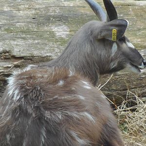 Cheetah Conservation Station- Sitatunga