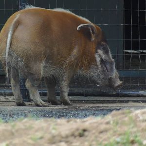 Cheetah Conservation Center- Red River Hog