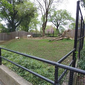 Cheetah Conservation Center- Oryx/Gazelle/Vulture Exhibit