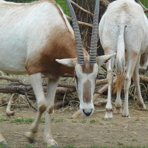 Cheetah Conservation Center- Scimitar-Horned Oryx