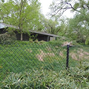 Cheetah Conservation Center- Maned Wolf Exhibit