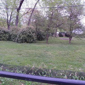 Cheetah Conservation Center- Dama Wallaby Exhibit