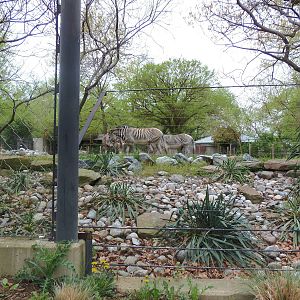 Cheetah Conservation Center- Grevy's Zebra Exhibit