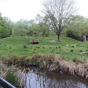 Cheetah Conservation Station- Main Cheetah Yard