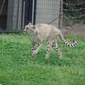 Cheetah Conservation Station- Cheetah