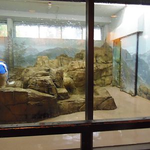 Asia Trail- Indoor Panda Exhibit #2