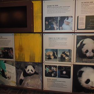 Asia Trail- Tai Shan Graphics