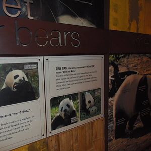Asia Trail- Meet The Pandas