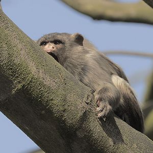 Black-tailed marmoset