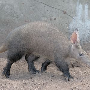 Aardvark