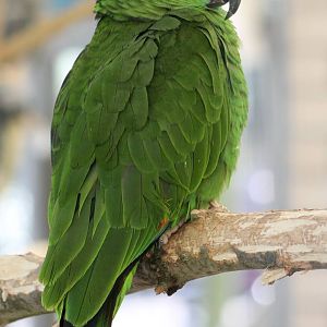 Blue-fronted amazon parrot