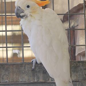 Orange-crested cockatoo
