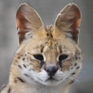 Serval