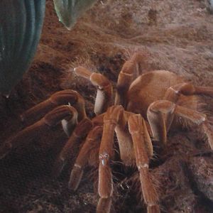 Le Blond's bird-eating spider