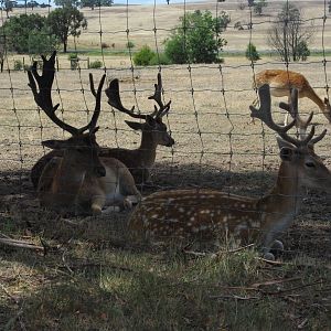Fallow Deer