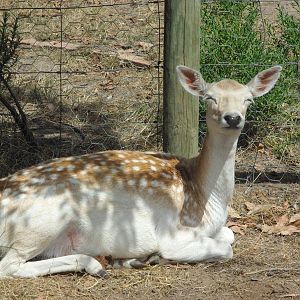 Fallow Deer