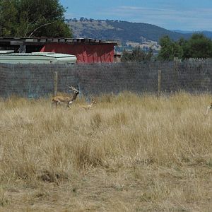Blackbuck