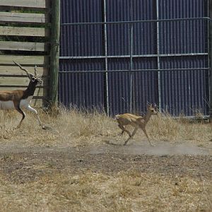 Blackbuck
