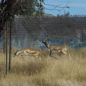Blackbuck