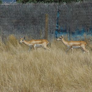 Black Buck