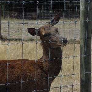 Red Deer