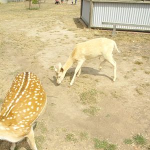 Fallow Deer