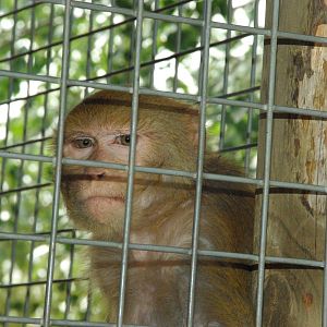 Rhesus Monkey