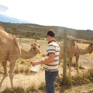 Feeding the camels