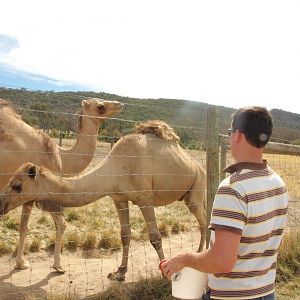 Feeding the camels