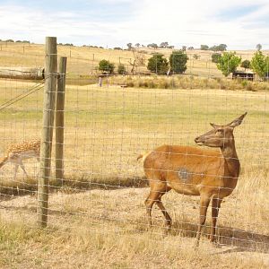 Red Deer (with a fallow in the background)