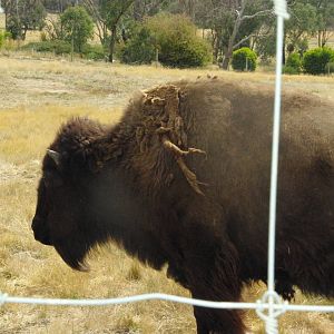 Bison