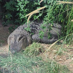 American Alligator