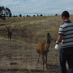 Feeding Red Deer